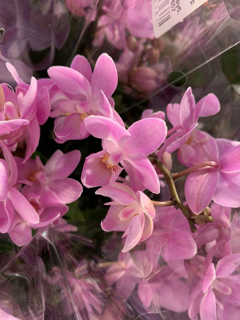 Мини Орхидеи Купить В Интернет Магазине Недорого